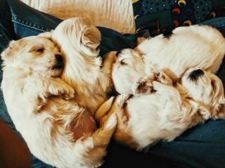 It is stronger than us! #malteselovers #maltesepuppy #malteseofficial