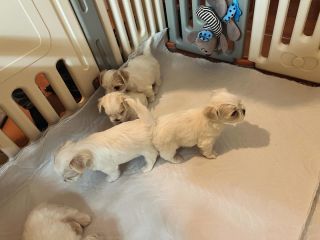 Clean diapers for a whíle #maltesepuppy #malteselovers #malteseofficial