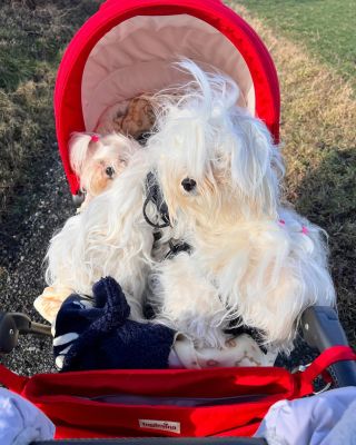 Výletíme v dětském kočárku.