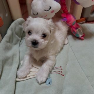 Kuk! Tady jeden maltí kluk! Už je mi pět týdnů. A koukám, kam v půli prázdnin vyrazím. Čí že to budu štěstíčko? Bronco 🩵