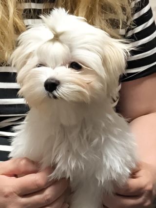 Babou první culíček. #maltesedogs #malteseofficial