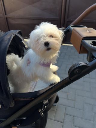 Babou ve svém novém fáru… #maltesedogs #malteseofficial